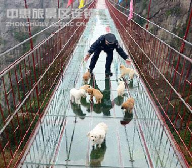 萌狗“占领”湖南石牛寨玻璃吊桥忙坏保安