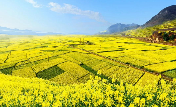 湖南石牛寨油菜花节已开幕，游客徜徉百万亩油菜花海