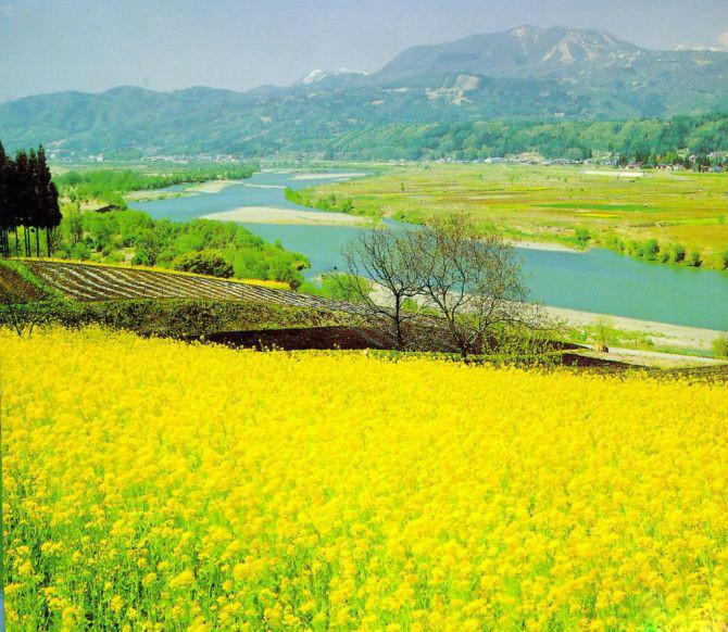 浏阳油菜花