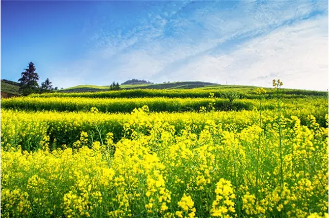 石牛寨油菜花